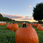 Pumpkins